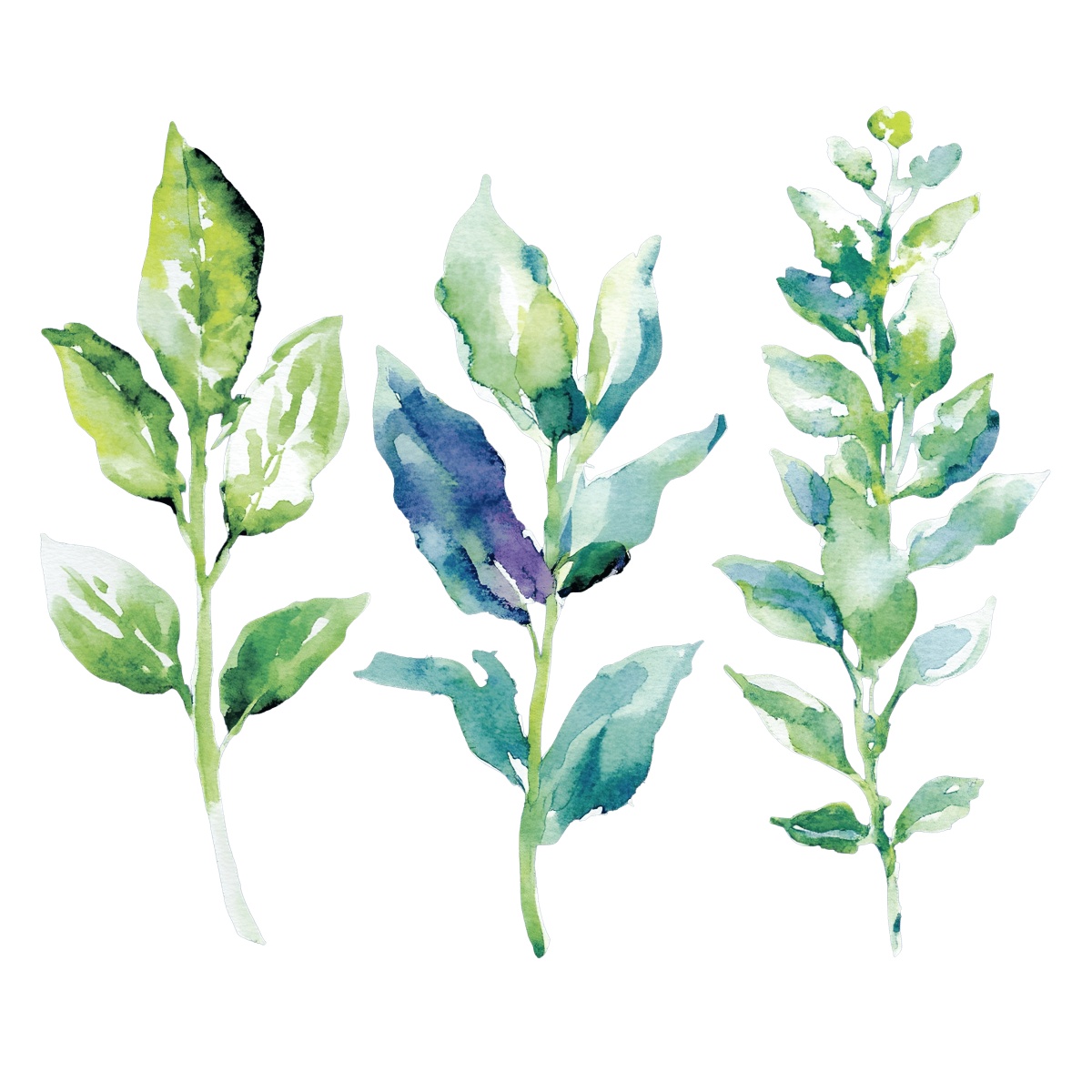 Watercolor mizuna greens with different leaf shapes and shades of green.