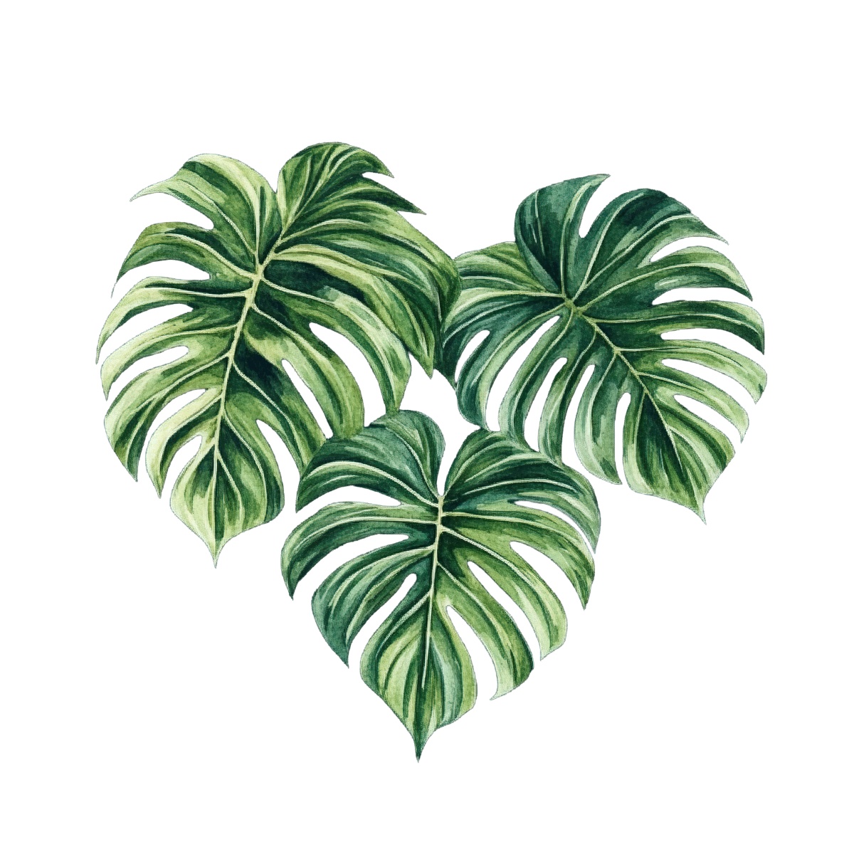 Monstera leaves arranged in a heart shape with green patterns.