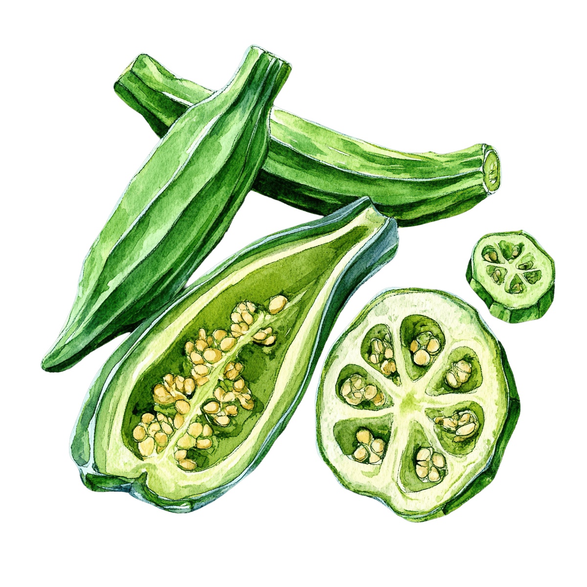 Detailed clipart of okra pods and slices in green tones.