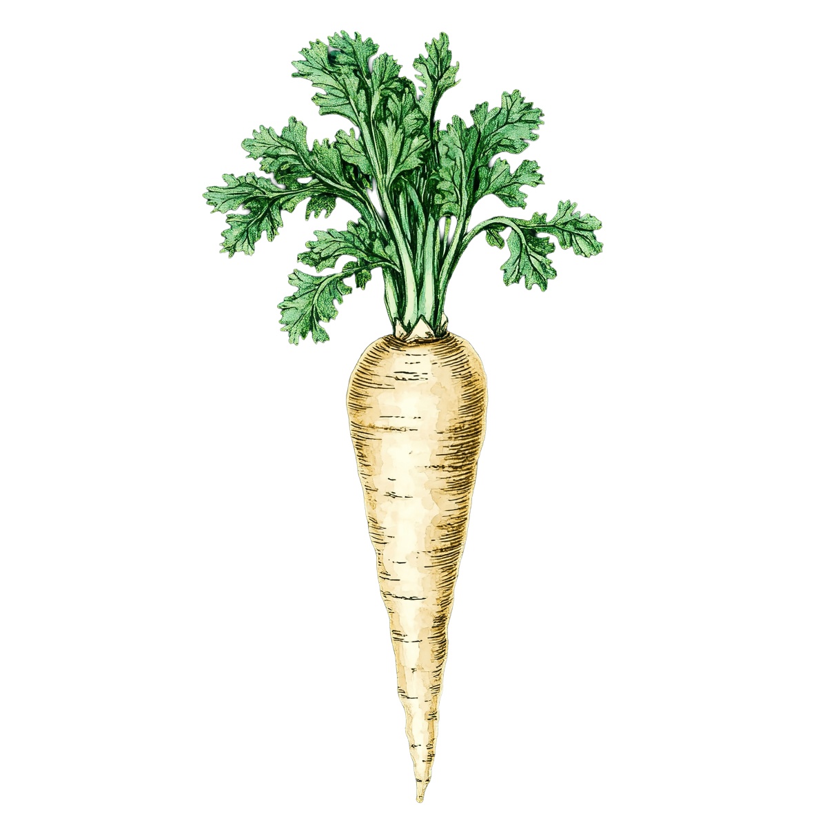 Parsnip with green leaves shown in a detailed clipart style.