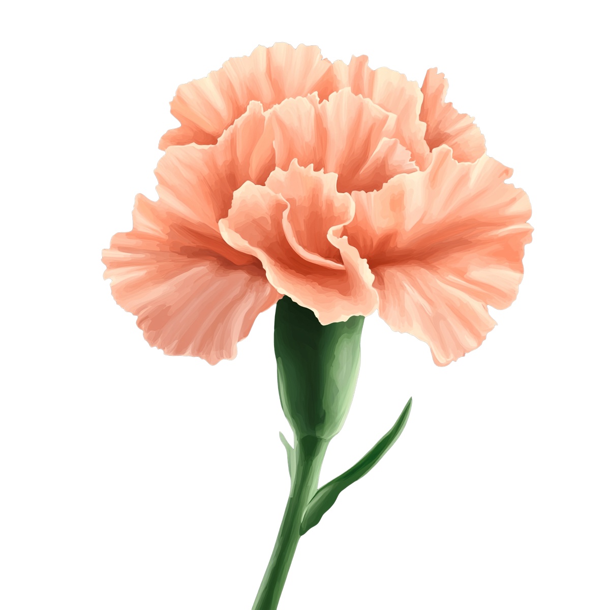 Peach carnation flower with green stem and detailed petals on black.