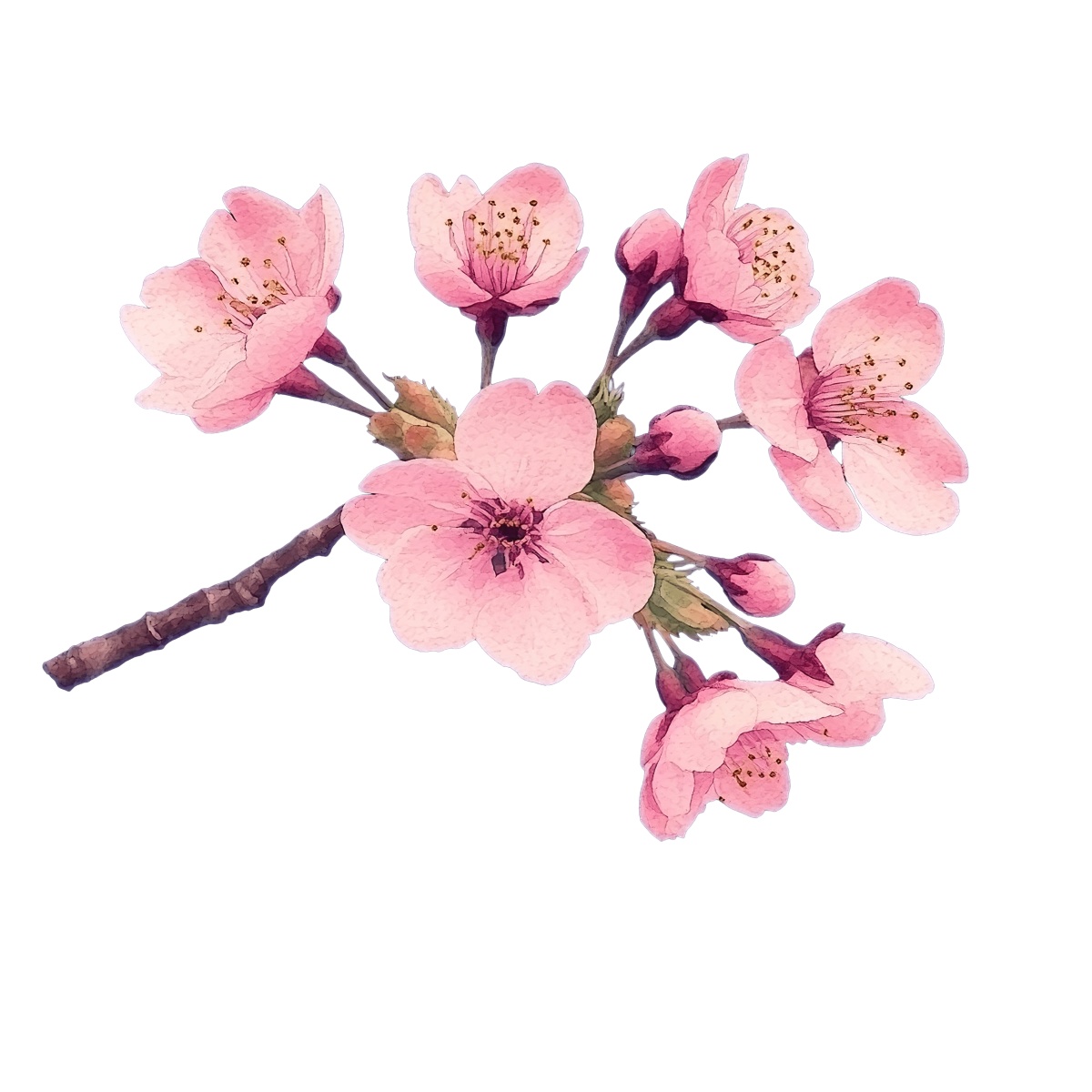 Branch of pink cherry blossoms with detailed flowers and buds on black.