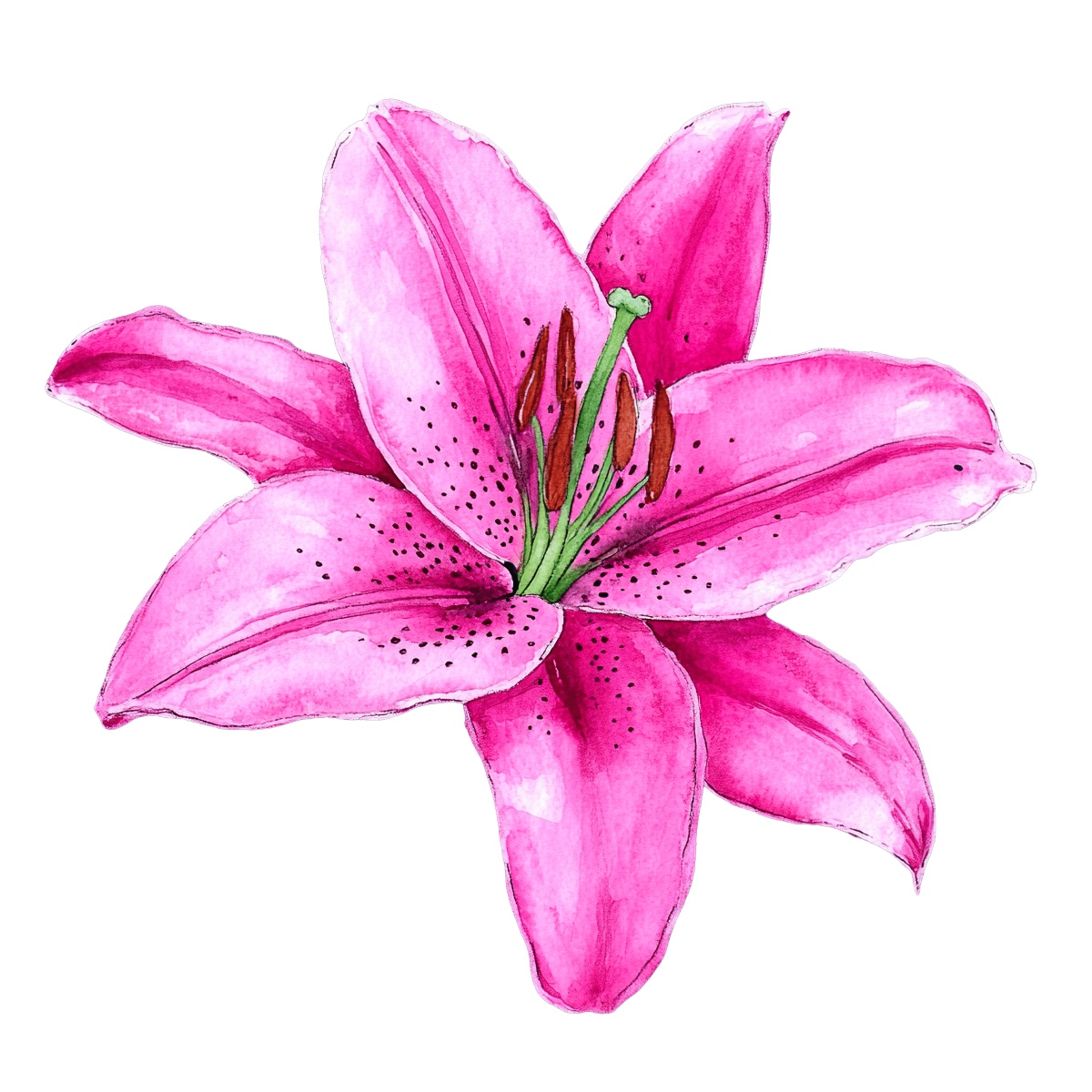 Pink lily flower illustration in watercolor style with detailed petals and stamen.