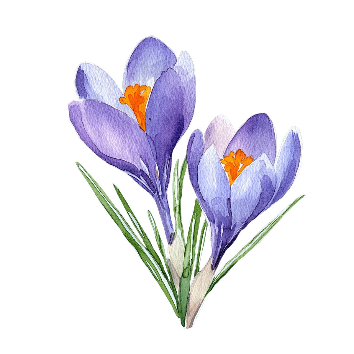 Purple crocus flowers and green leaves illustrated in watercolor style on black.