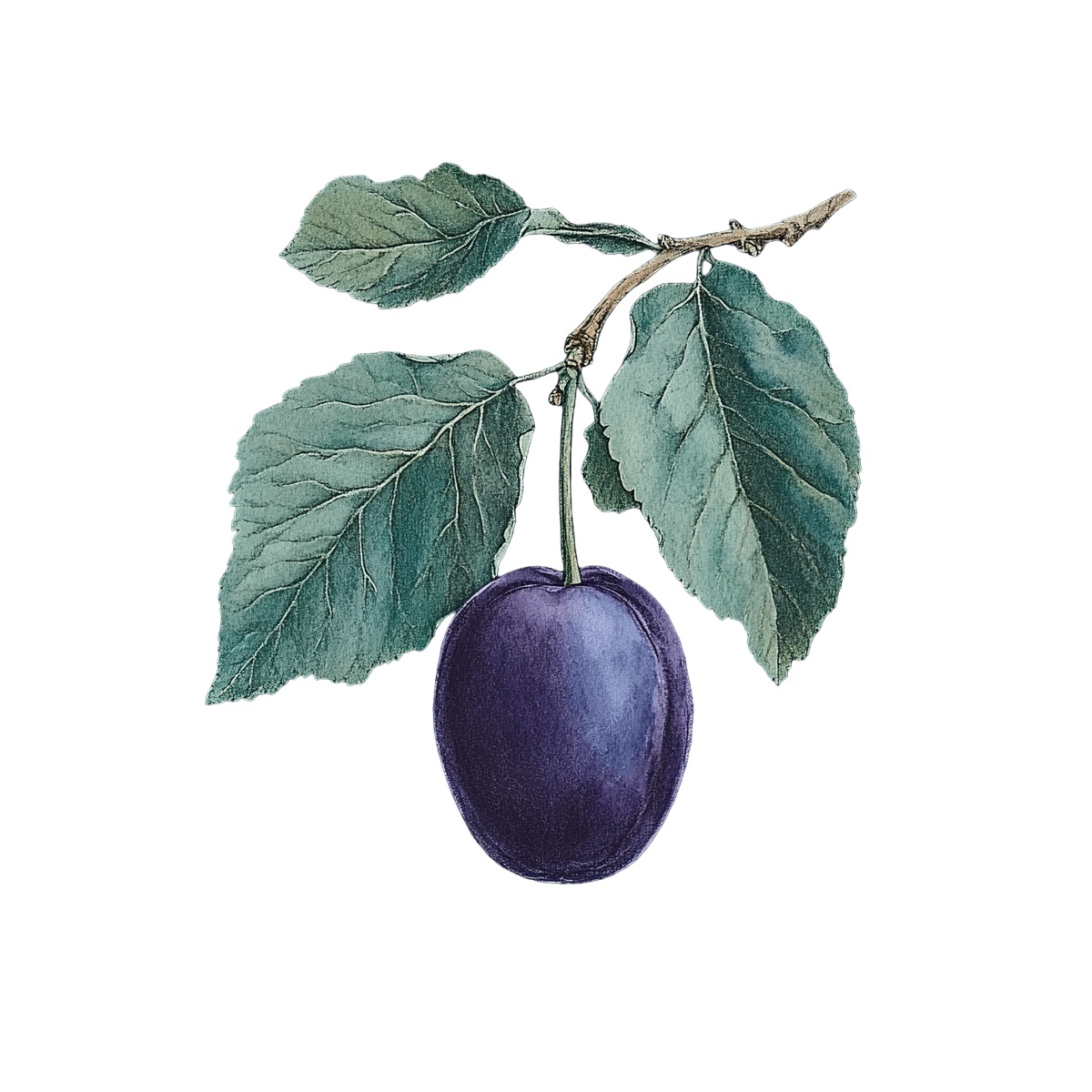 Purple plum with green leaves hanging from a branch.