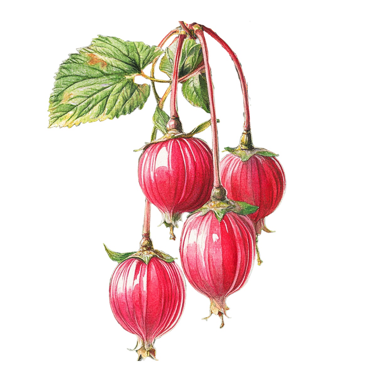 Red gooseberries hanging from a branch with green leaves.
