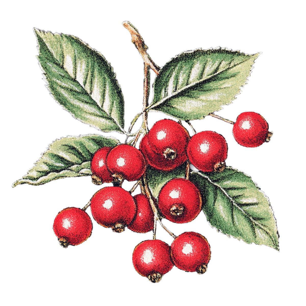 Red hawthorn berries and green leaves on a branch.