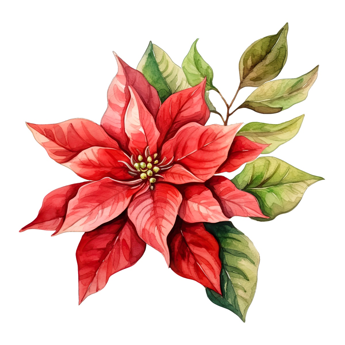 Red poinsettia flower with green leaves, traditionally used for Christmas.
