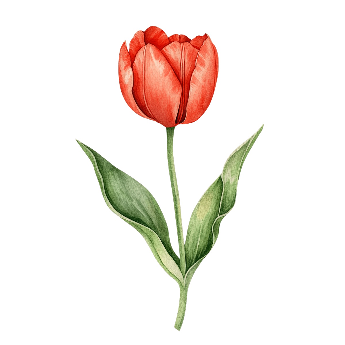 Red tulip flower with green leaves and stem on black background.