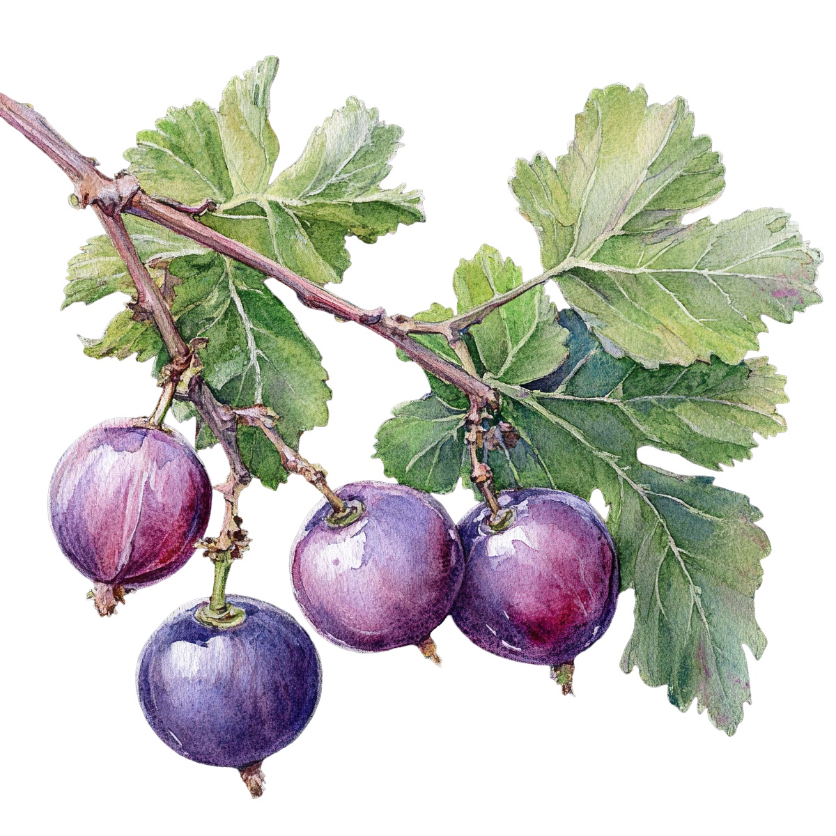 Ripe purple gooseberries hanging from a branch with green leaves.