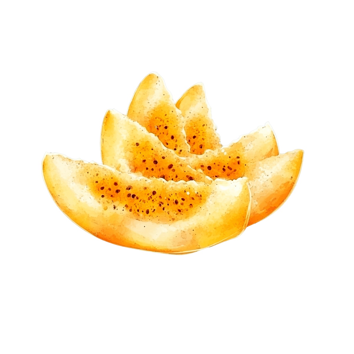 Sliced cantaloupe melon pieces in clipart style.