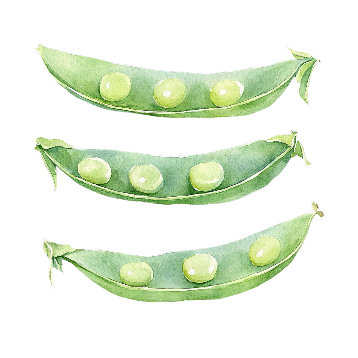 Three watercolor-style green pea pods with visible peas inside.