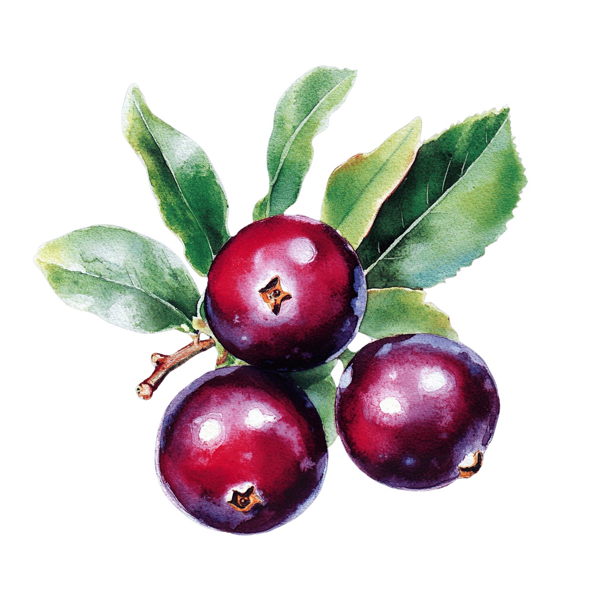 Three jaboticaba berries with green leaves on a branch.