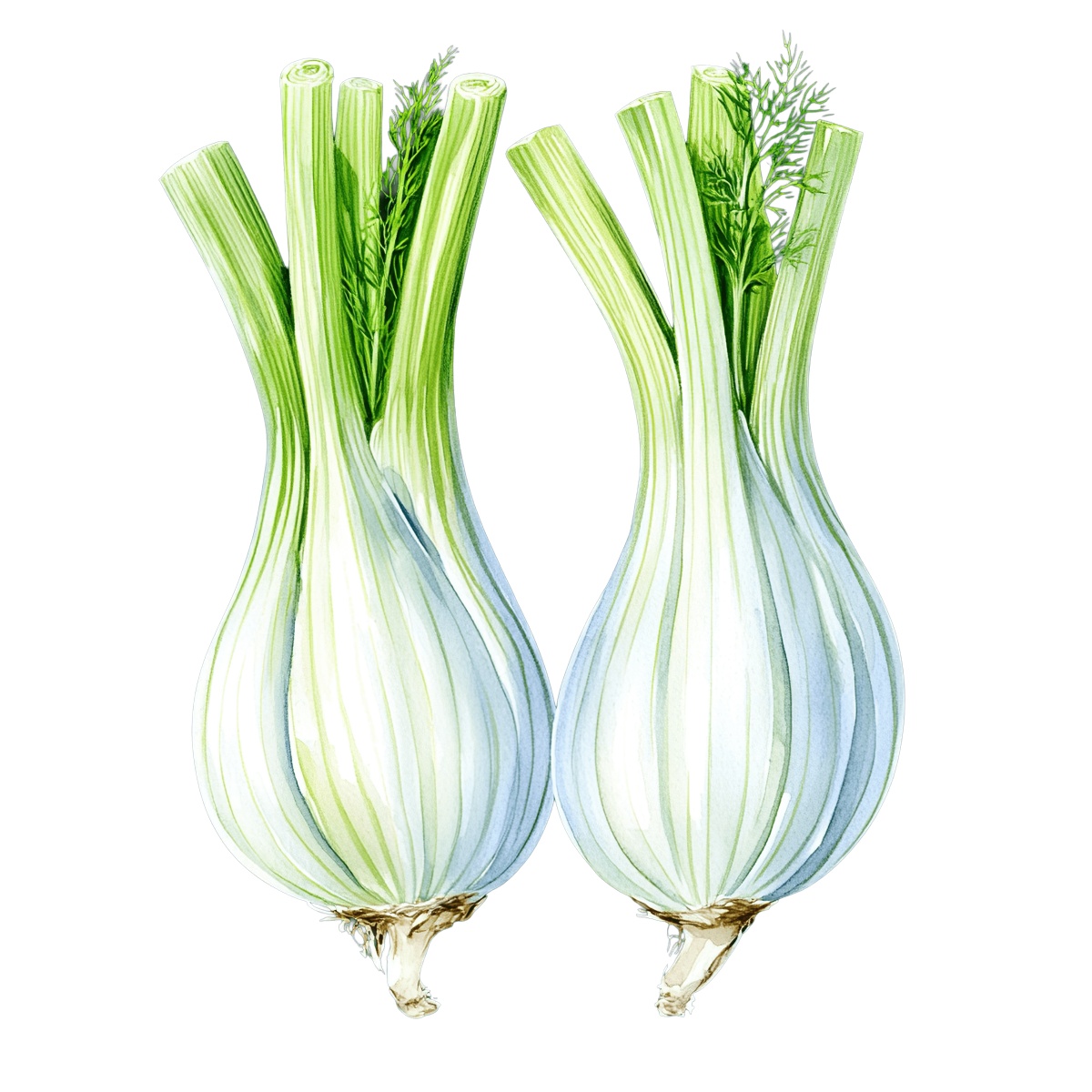 Two fennel bulbs with green stalks and leaves.