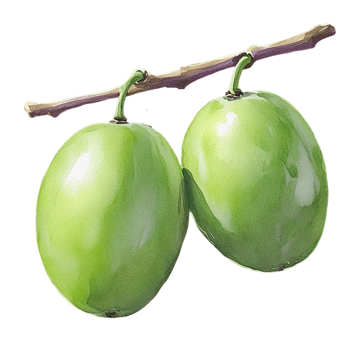 Two green grapes hanging from a brown stem.