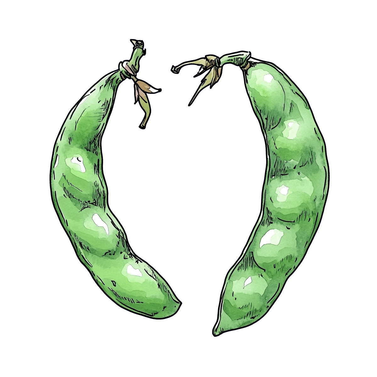 Two green pea pods with detailed texture.