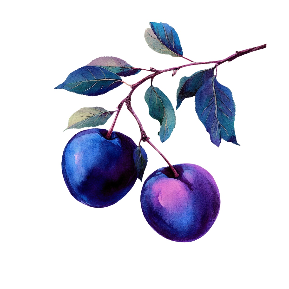 Two purple plums hanging from a branch with green leaves.