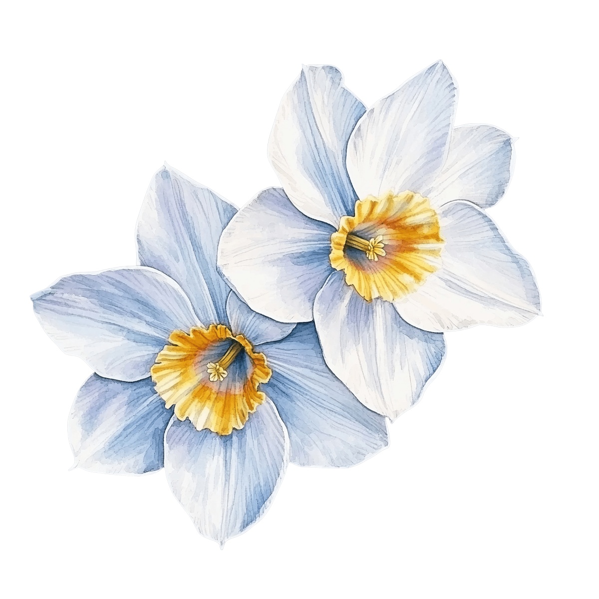 Two white and yellow daffodil flowers with detailed petals on black background.