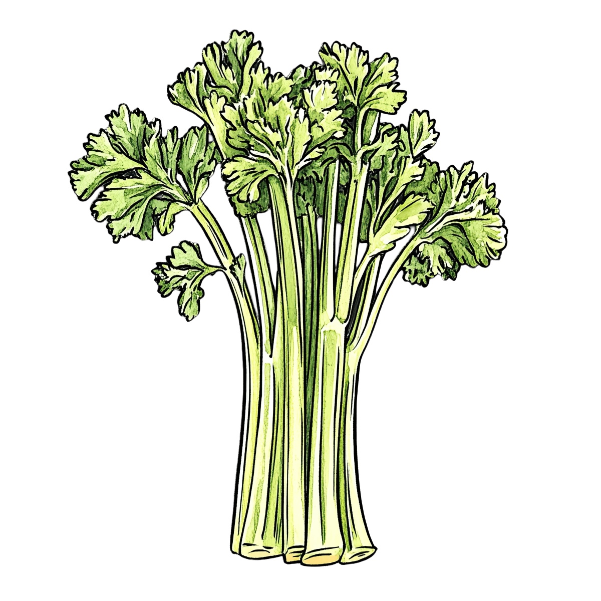 Fresh green celery stalks with leaves.