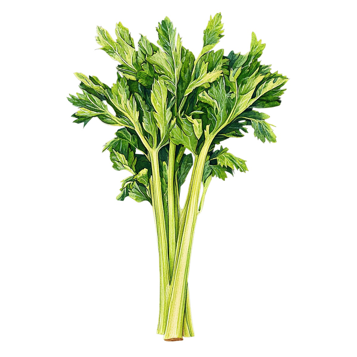 Fresh green celery stalks with leaves.