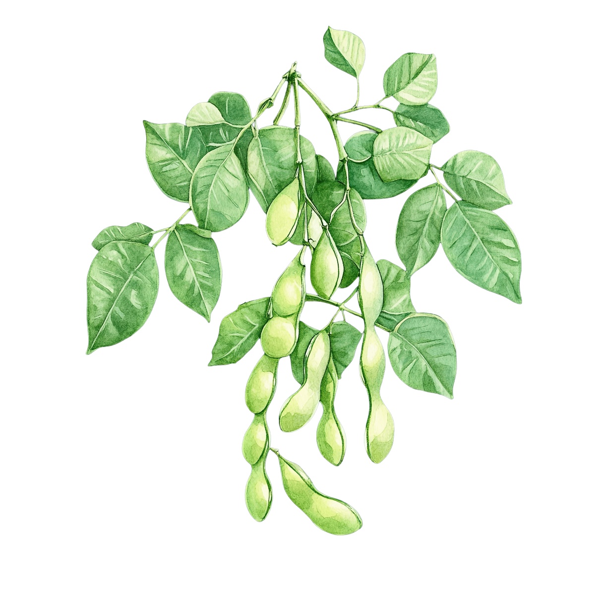 Green soybean plant with leaves.