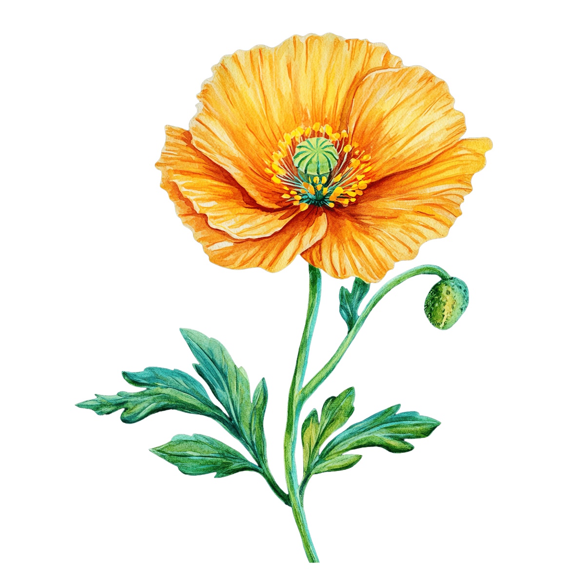 Detailed illustration of a vibrant orange poppy flower with green leaves.