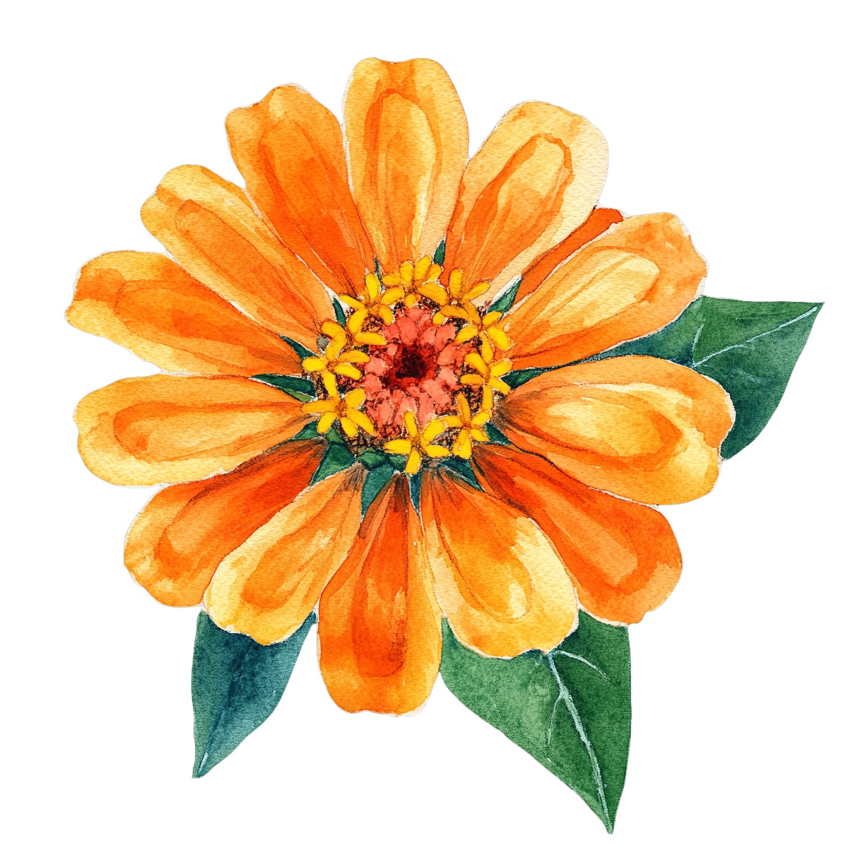 Orange zinnia flower with detailed petals and green leaves illustration.