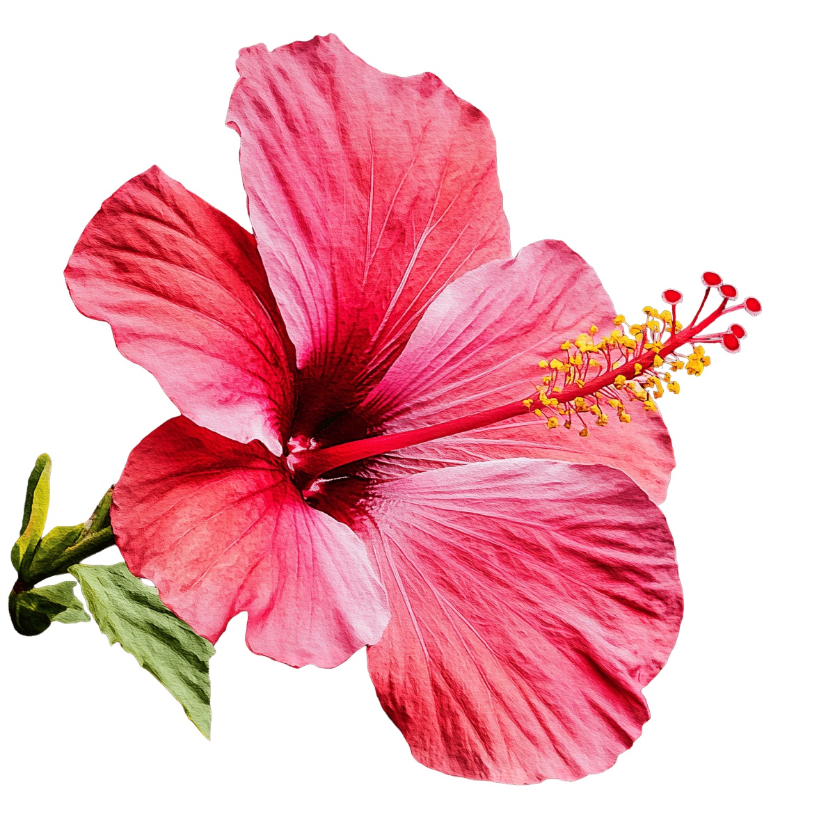 A vibrant pink hibiscus flower with detailed petals and stamens.