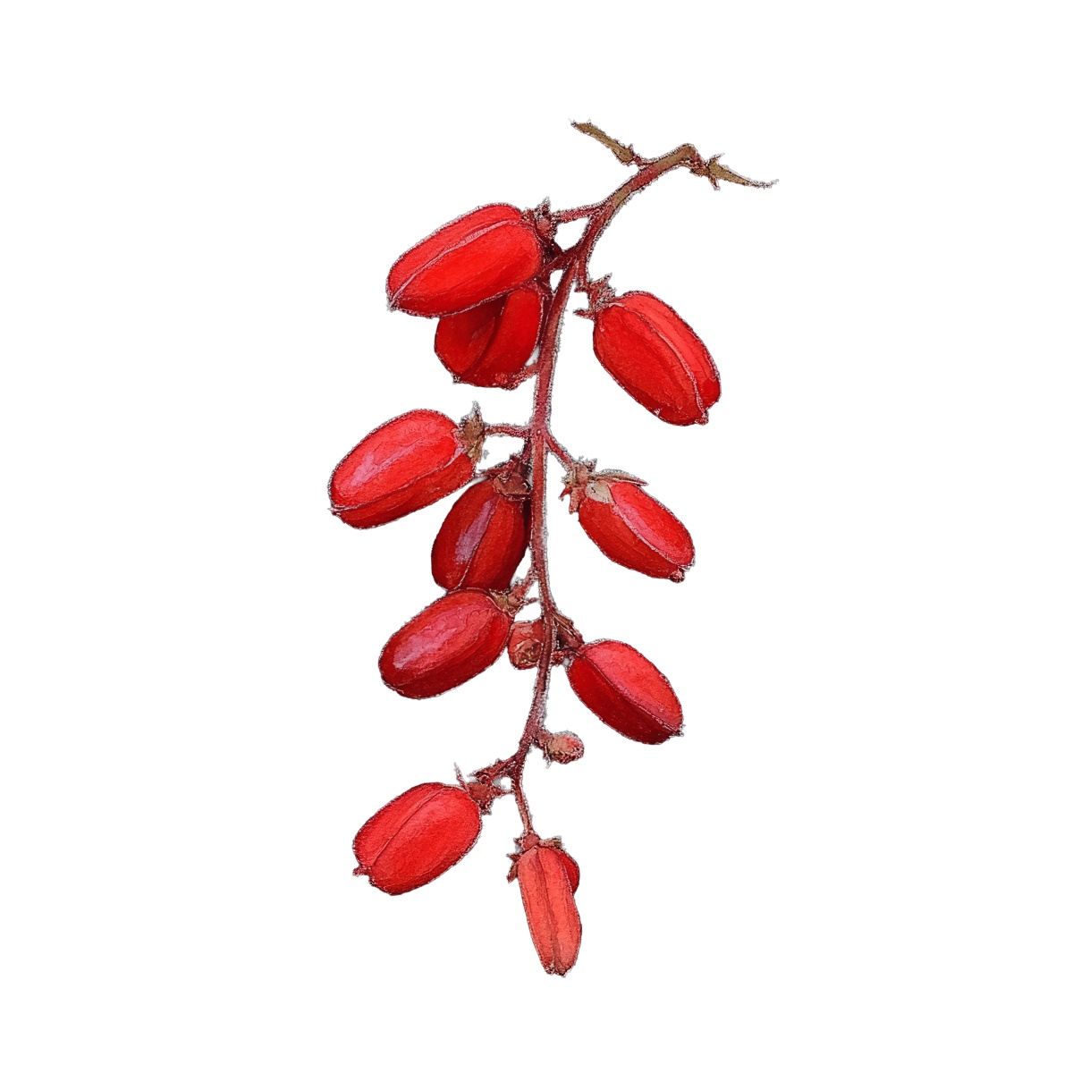 Red barberry berries on a branch.