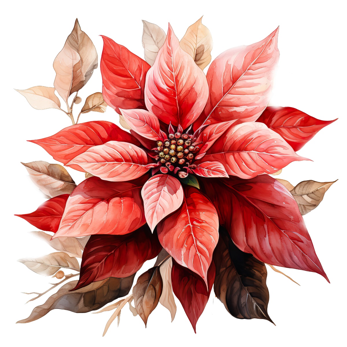 Vibrant red poinsettia with detailed leaves on a dark background.