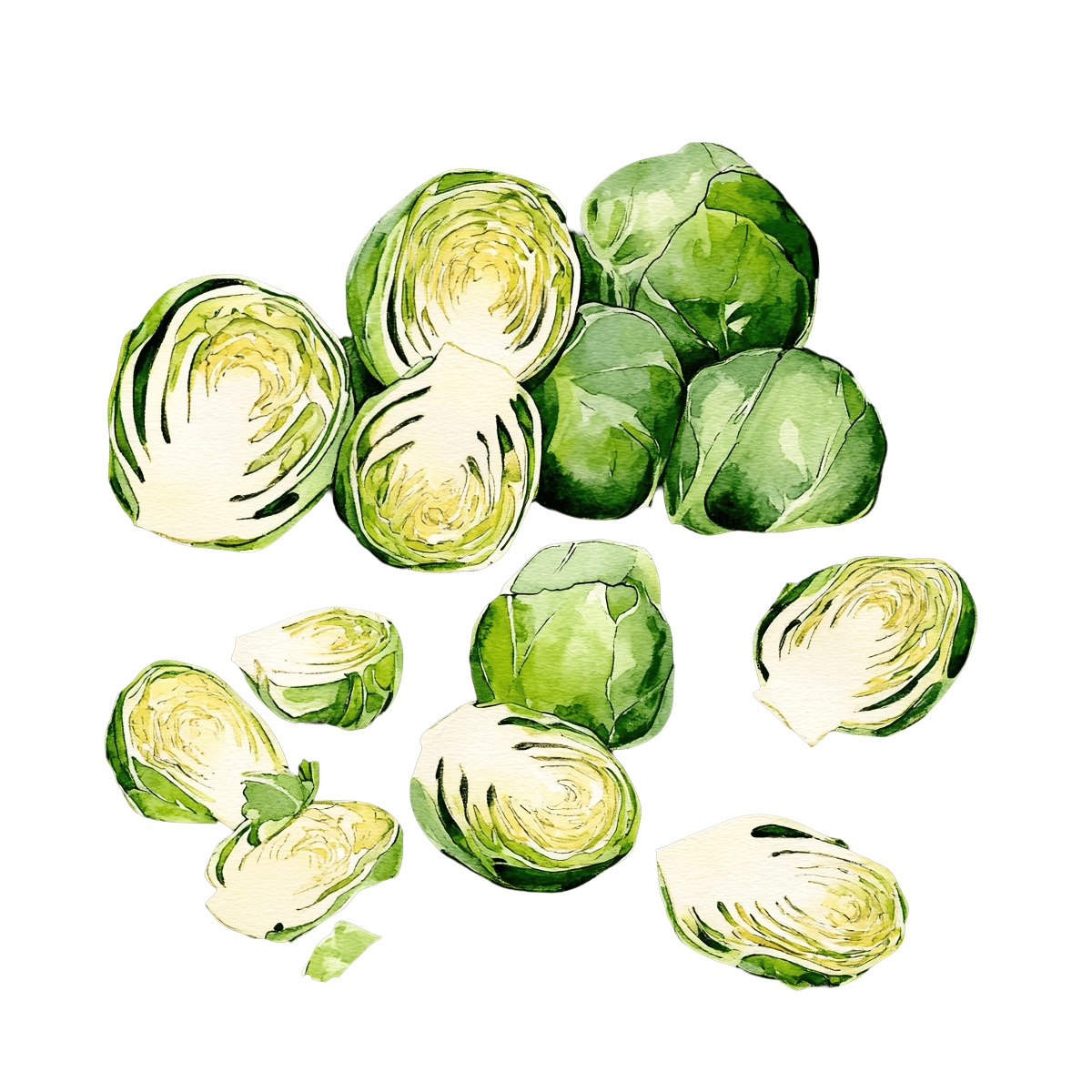 Watercolor Brussels sprouts shown whole and halved.
