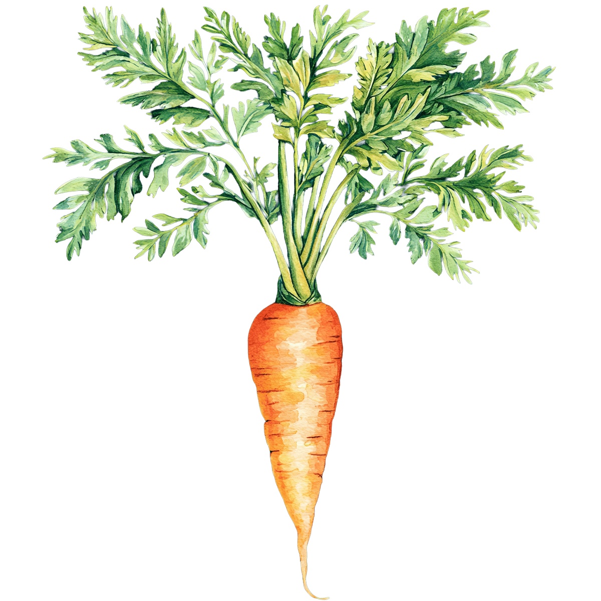 Watercolor carrot with green leaves.