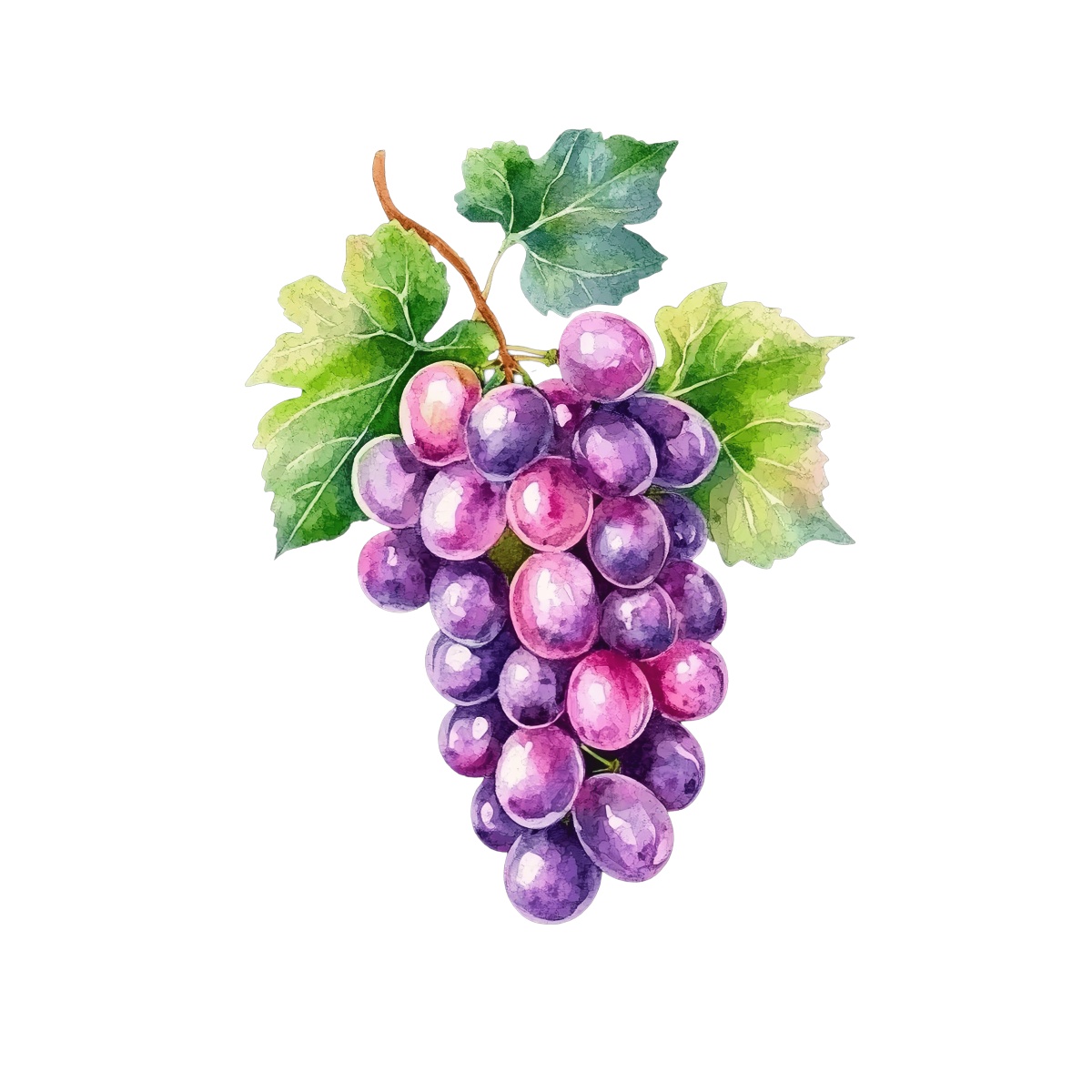 Watercolor art of purple grapes with green leaves.