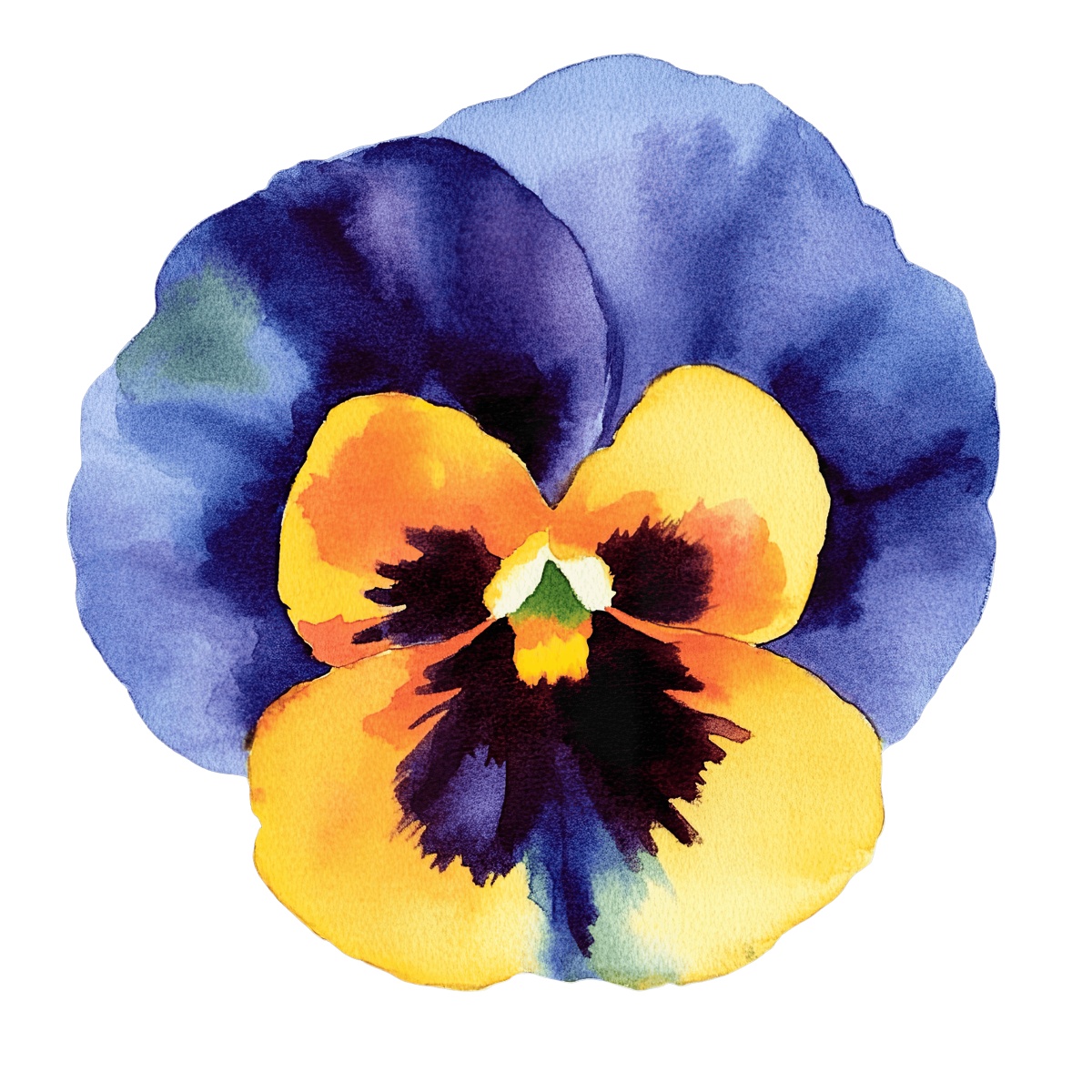 Watercolor illustration of a pansy with yellow and purple petals.