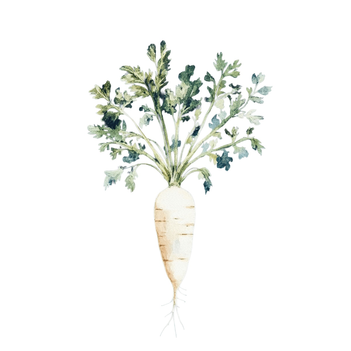 Watercolor parsnip with green leaves.