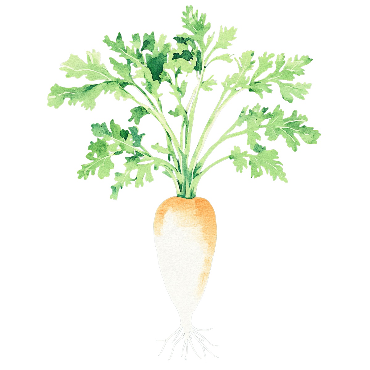 Watercolor parsnip with green leaves.