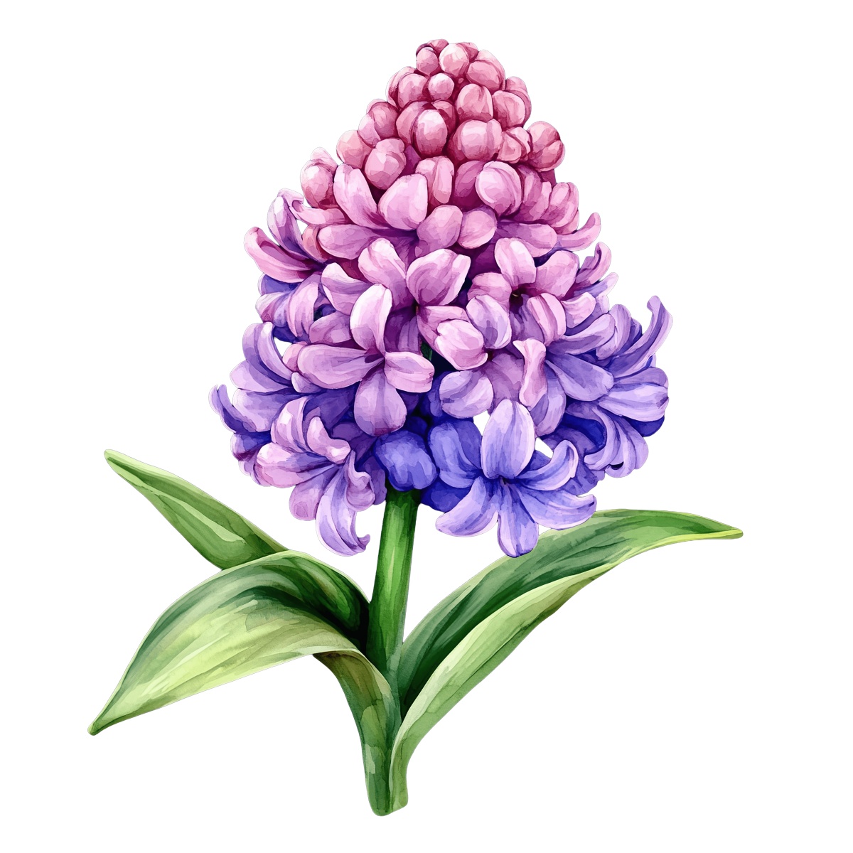 Detailed illustration of a purple and pink hyacinth flower with green leaves.