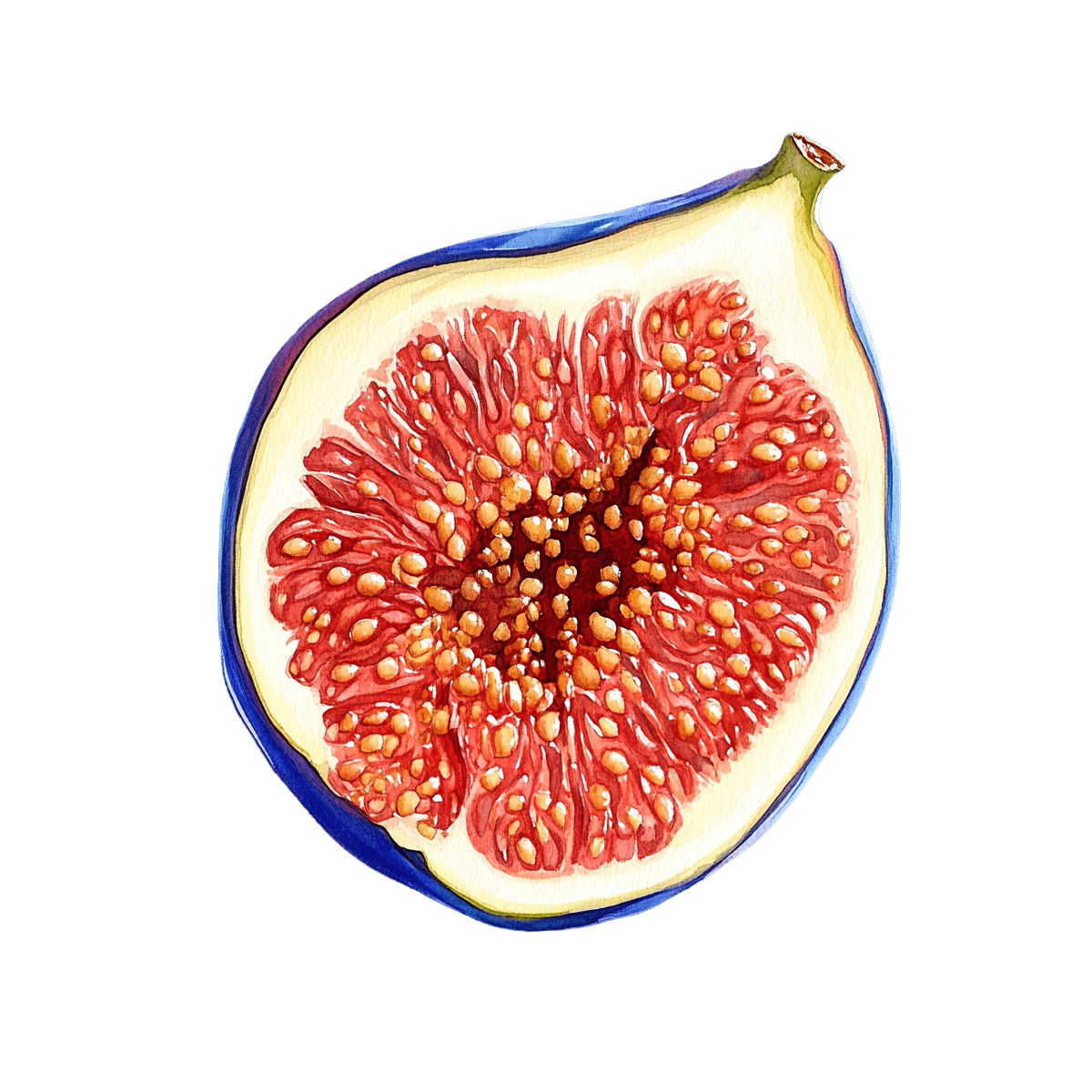 Watercolor art of a half fig with seeds.