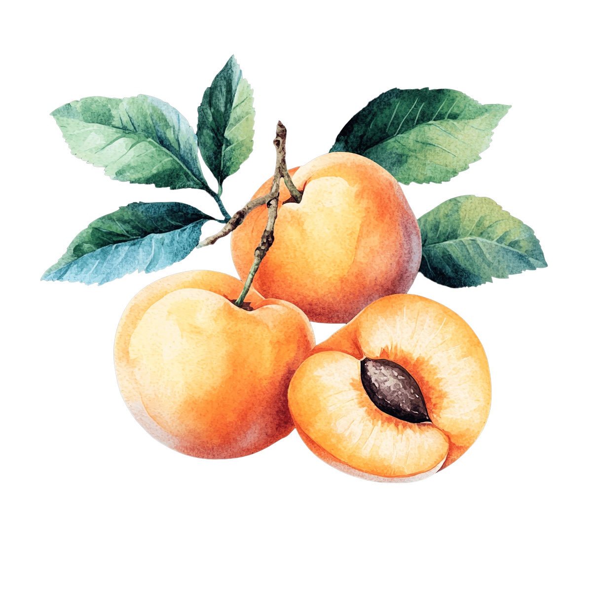 Watercolor apricots with green leaves.
