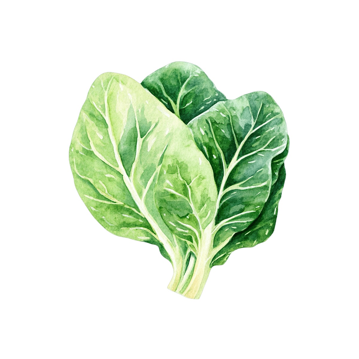Watercolor art of fresh green spinach leaves on a white background.