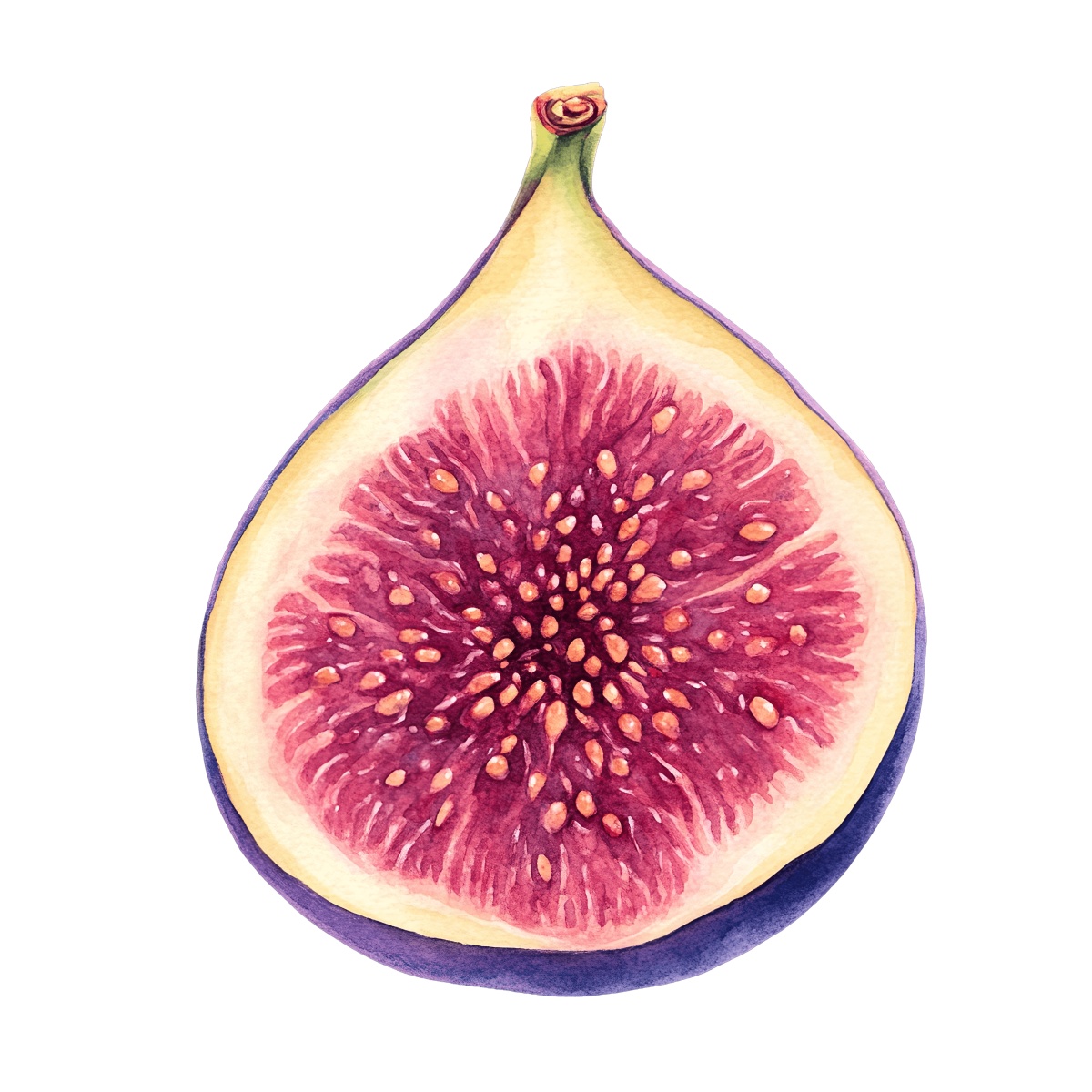 Watercolor art of a fig cut in half, showing seeds and texture.