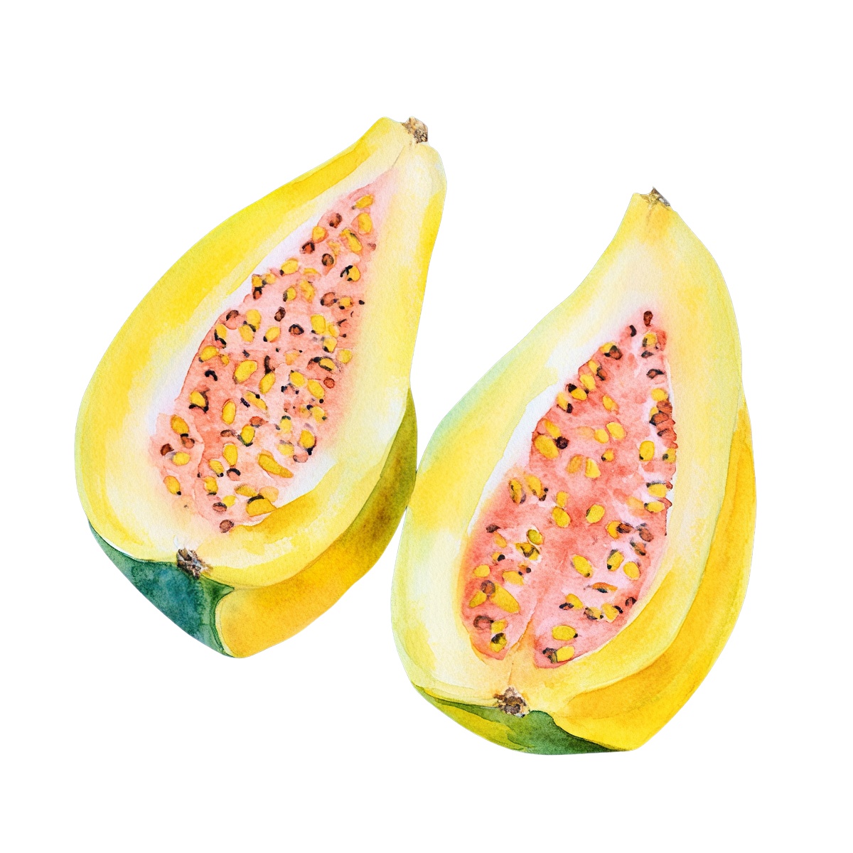 Watercolor art of sliced papaya showing seeds and vibrant colors.