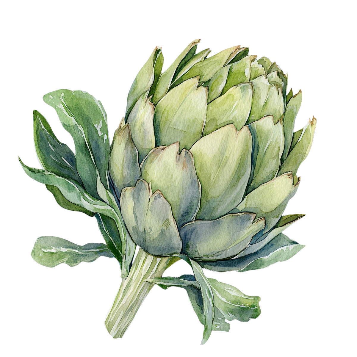 Watercolor artichoke with detailed green leaves and realistic texture.