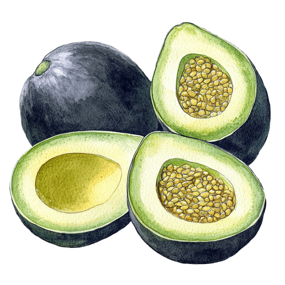 Watercolor art of avocado halves with seed and whole fruit.