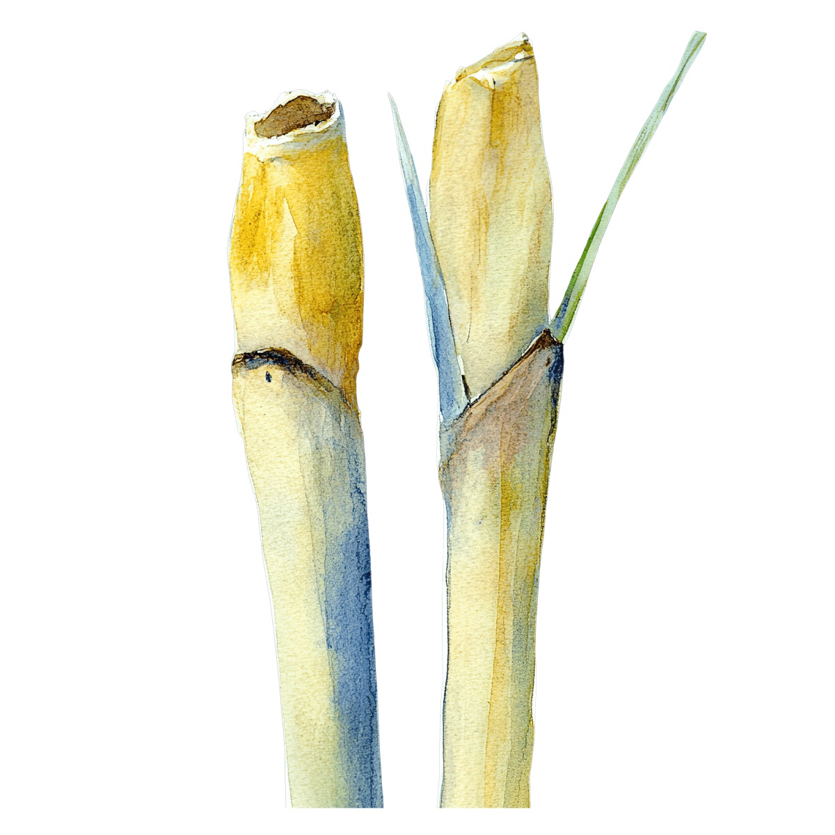 Watercolor bamboo stalks showcasing botanical details.
