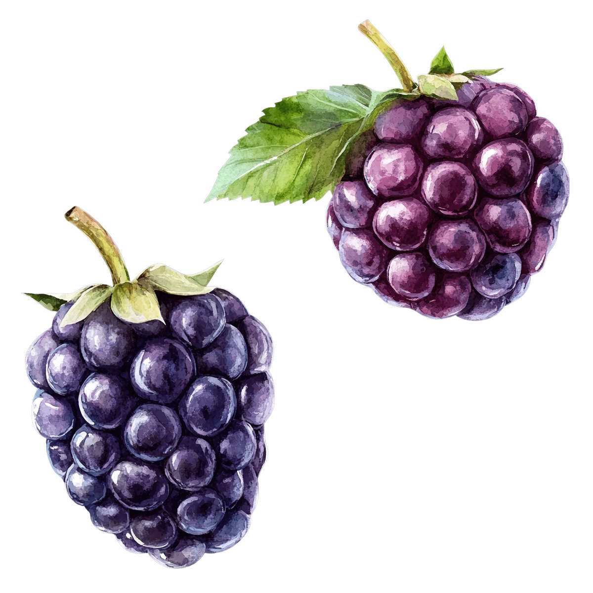 Watercolor blackberries with green leaves.