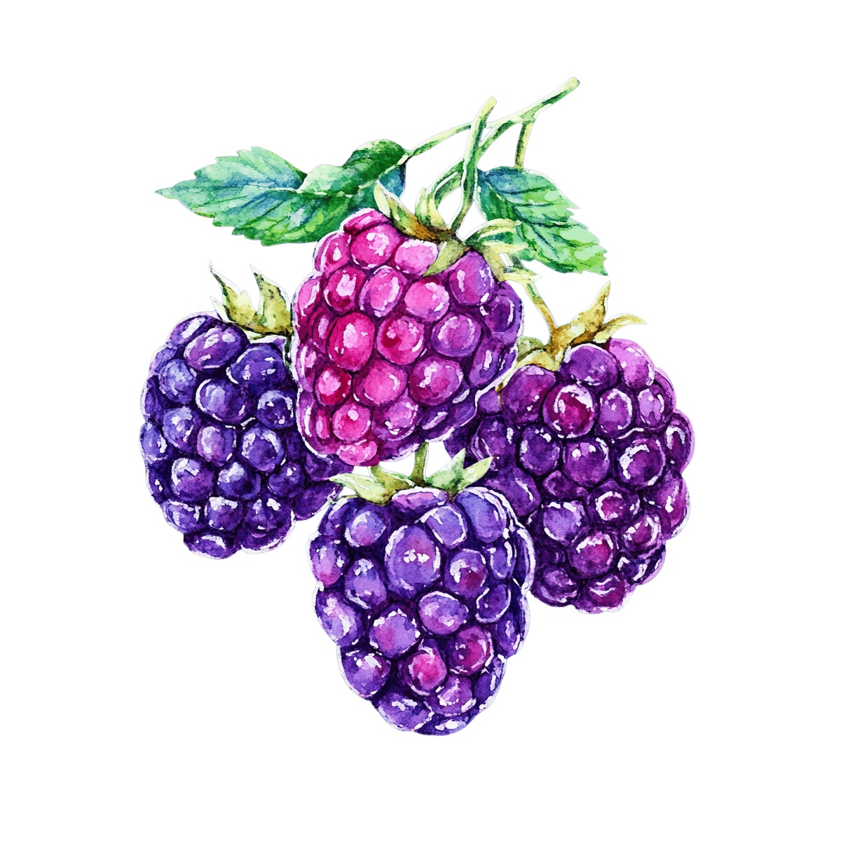 Watercolor blackberries with green leaves on a branch.