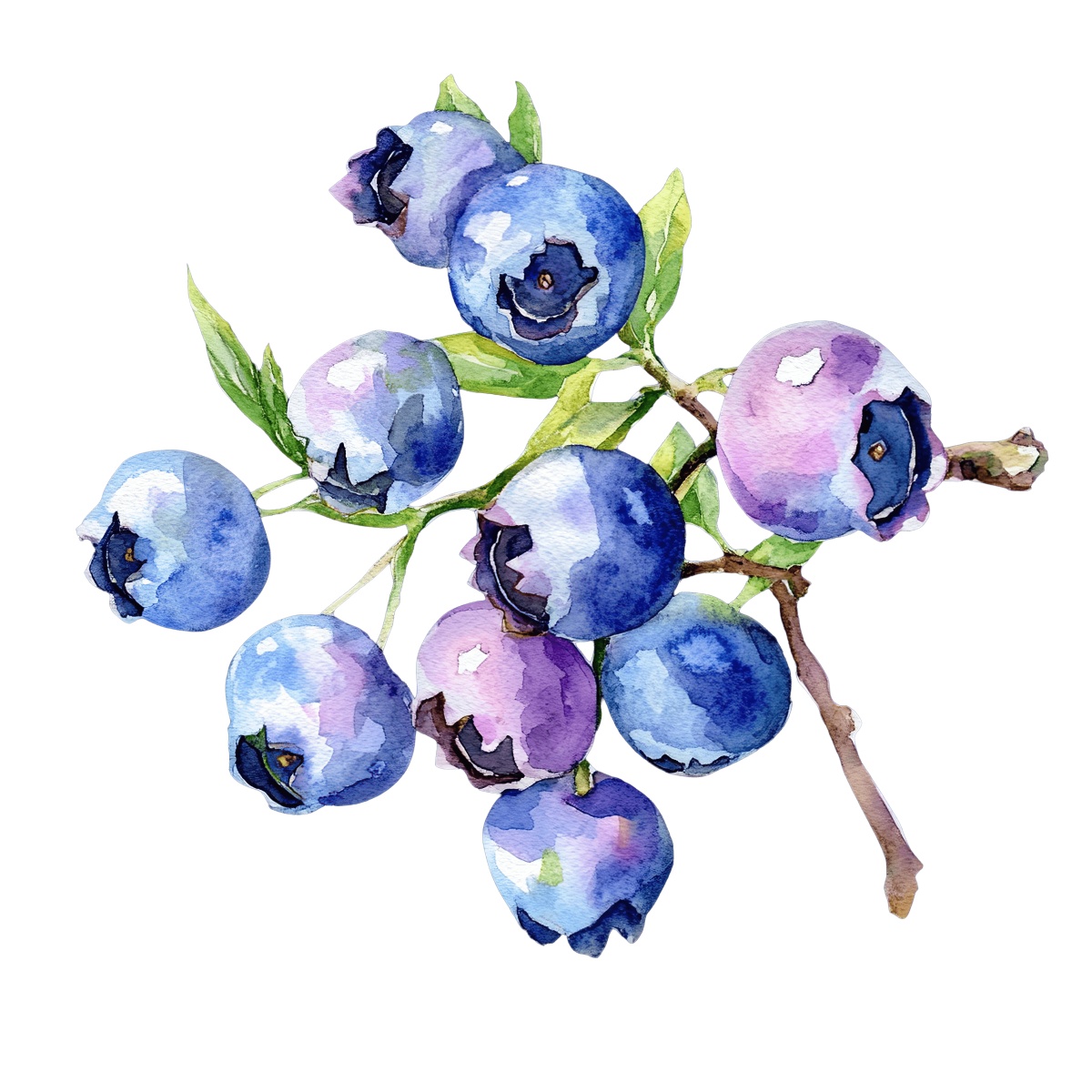 Watercolor art of blueberries on a branch with green leaves.