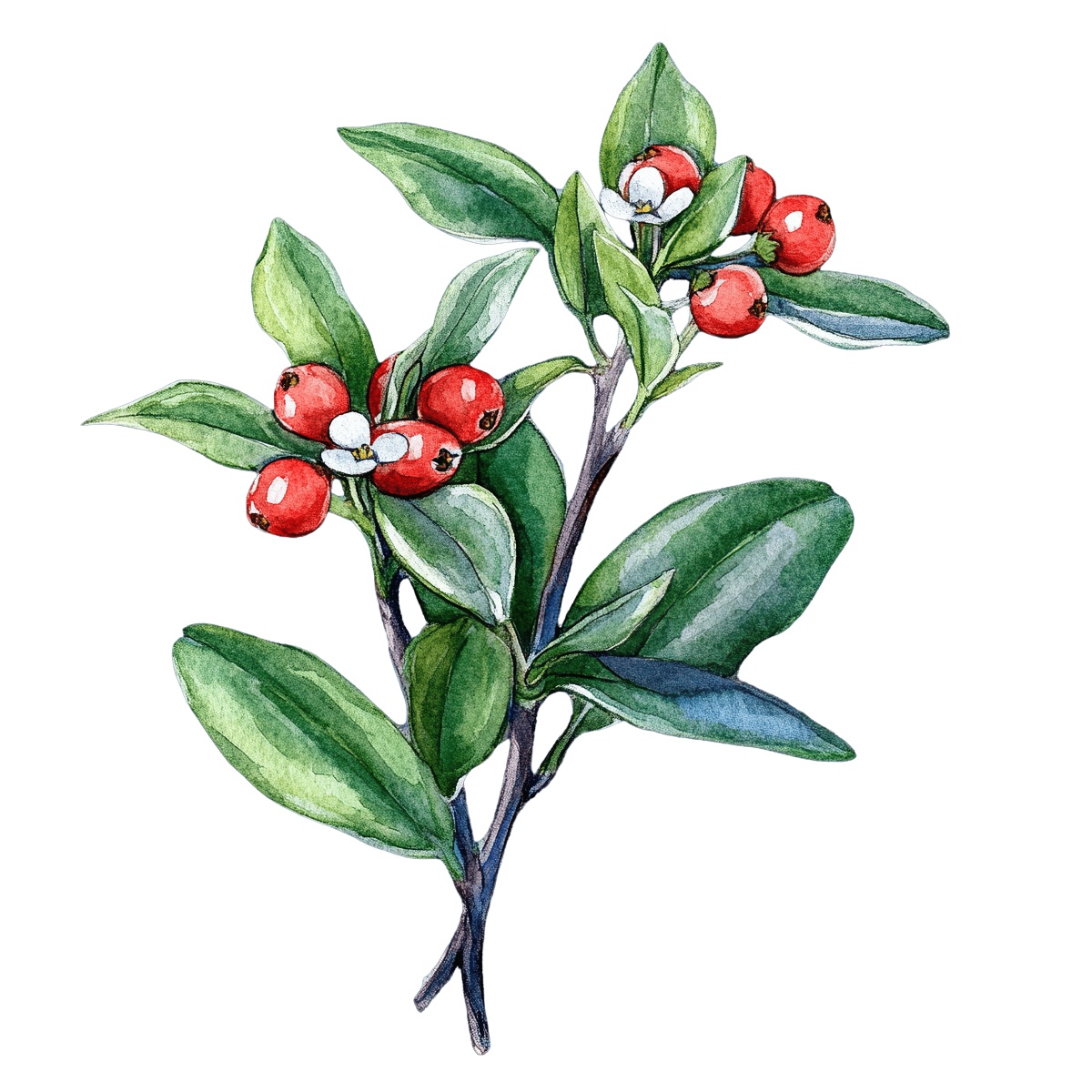 Watercolor branch with red berries and green leaves on a dark background.