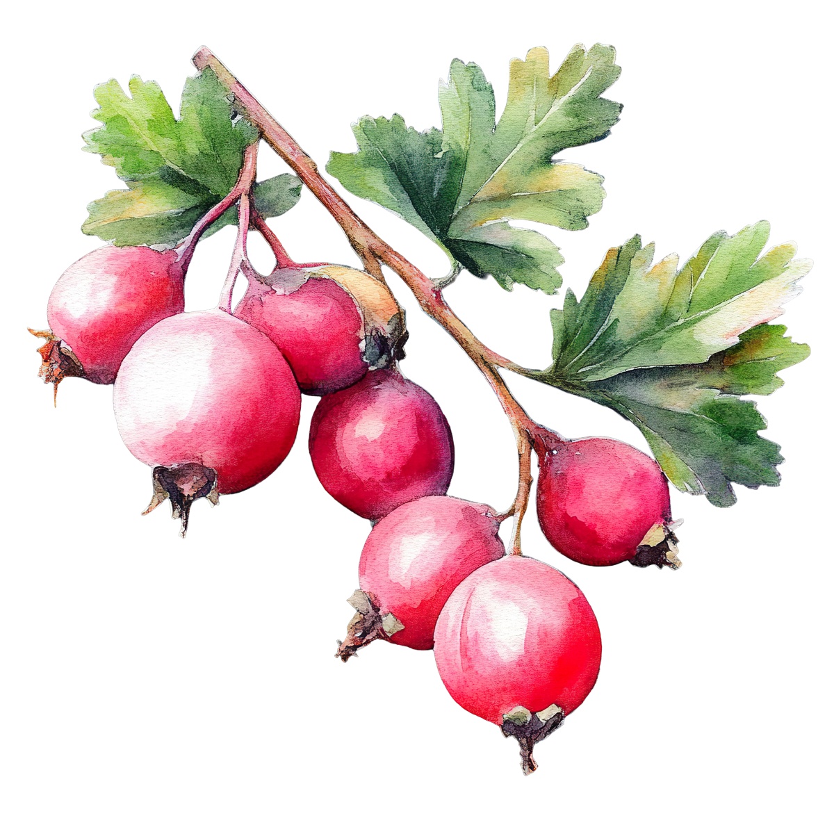 Watercolor branch with red hawthorn berries and green leaves.
